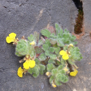 Ajuga bombycina